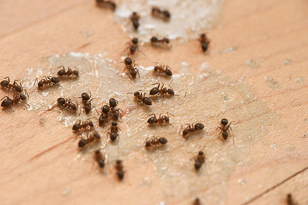 Pest Control Cost in Woodbourne, PA